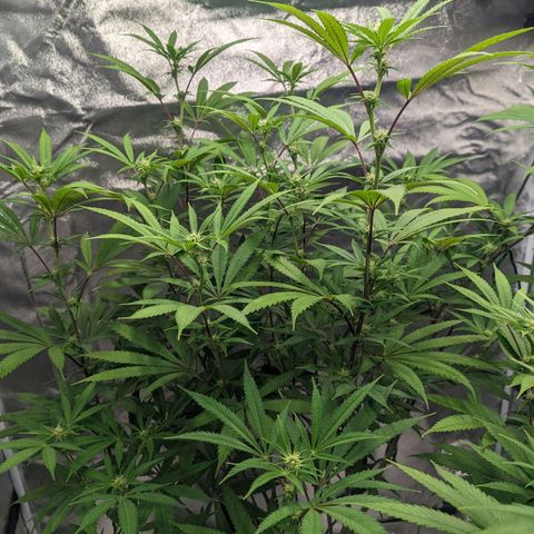 Lemon Cherry Gelato x Black Velvet #1 growlog timeline photo