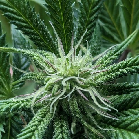 Lemon Cherry Gelato x Black Velvet #1 growlog timeline photo