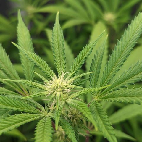 Lemon Cherry Gelato x Black Velvet #1 growlog timeline photo