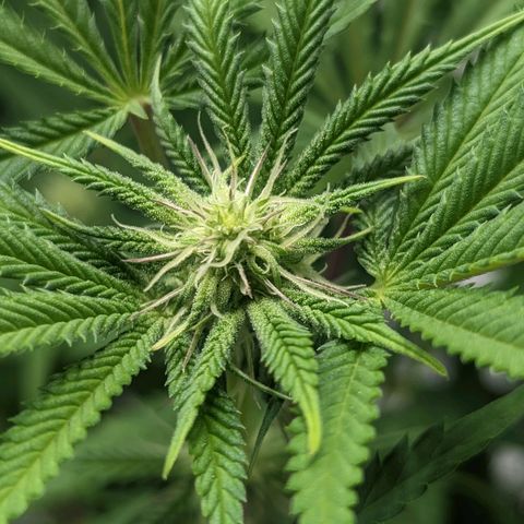 Lemon Cherry Gelato x Black Velvet #1 growlog timeline photo