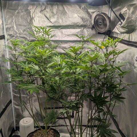 Lemon Cherry Gelato x Black Velvet #1 growlog timeline photo