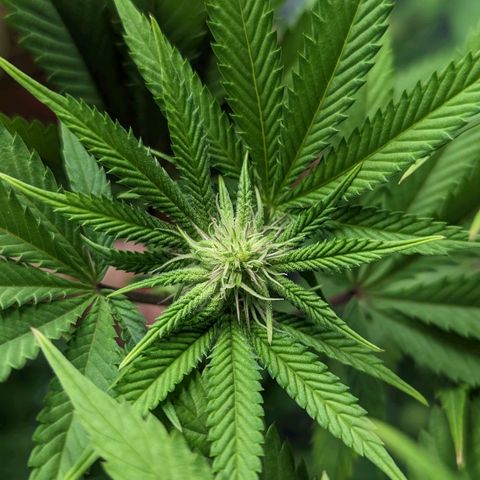 Lemon Cherry Gelato x Black Velvet #1 growlog timeline photo