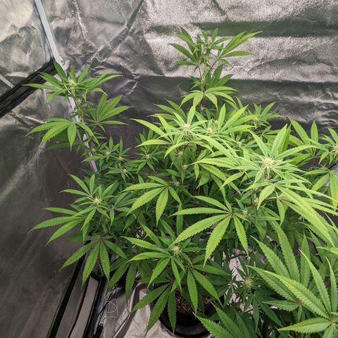 Lemon Cherry Gelato x Black Velvet #1 growlog timeline photo