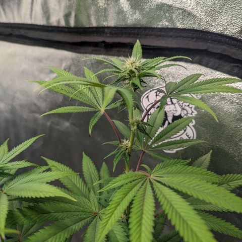 Lemon Cherry Gelato x Black Velvet #1 growlog timeline photo