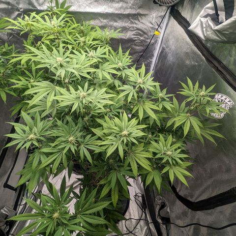 Lemon Cherry Gelato x Black Velvet #1 growlog timeline photo