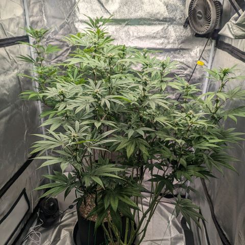 Lemon Cherry Gelato x Black Velvet #1 growlog timeline photo