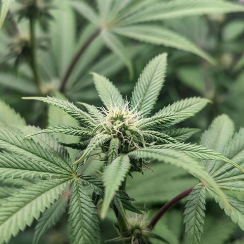 Lemon Cherry Gelato x Black Velvet #1 growlog timeline photo