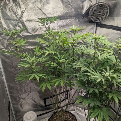 Lemon Cherry Gelato x Black Velvet #1 growlog timeline photo