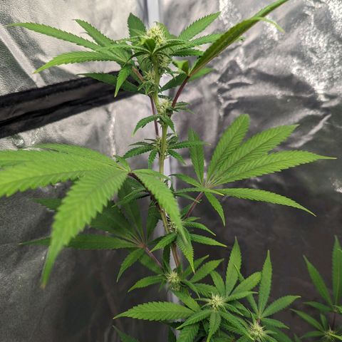 Lemon Cherry Gelato x Black Velvet #1 growlog timeline photo