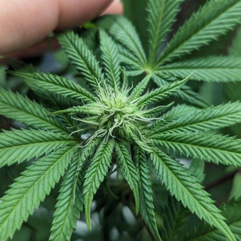 Lemon Cherry Gelato x Black Velvet #1 growlog timeline photo