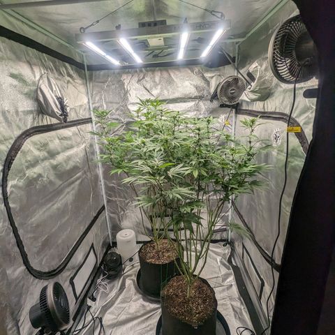 Lemon Cherry Gelato x Black Velvet #1 growlog timeline photo