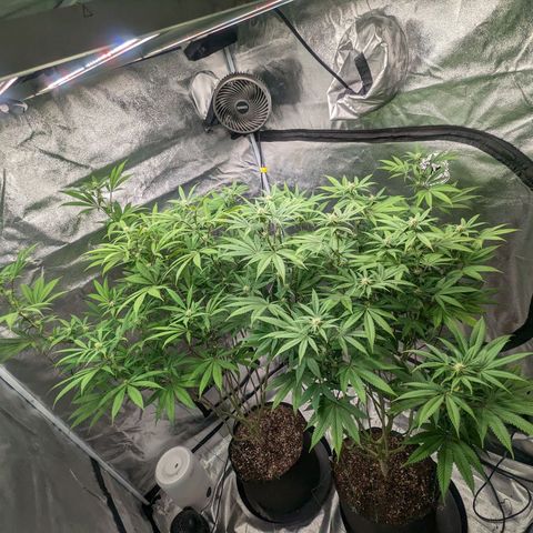 Lemon Cherry Gelato x Black Velvet #1 growlog timeline photo