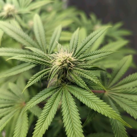 Lemon Cherry Gelato x Black Velvet #1 growlog timeline photo