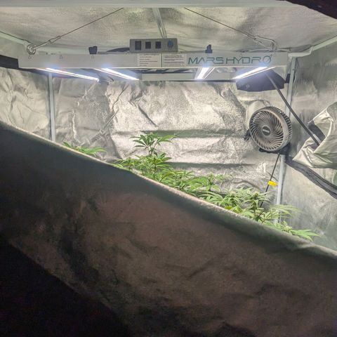 Lemon Cherry Gelato x Black Velvet #1 growlog timeline photo