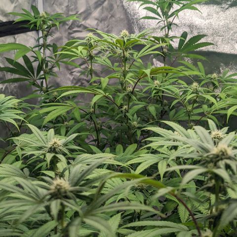 Lemon Cherry Gelato x Black Velvet #1 growlog timeline photo