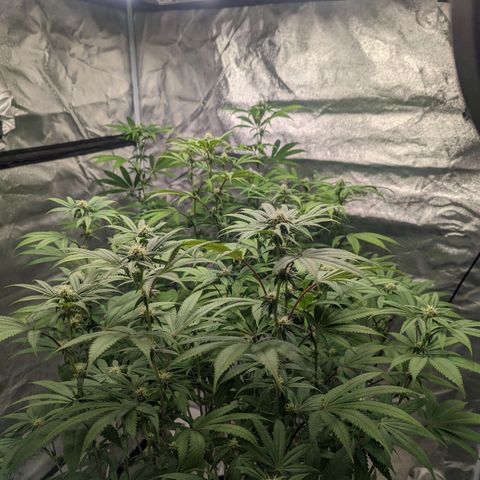 Lemon Cherry Gelato x Black Velvet #1 growlog timeline photo