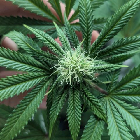 Lemon Cherry Gelato x Black Velvet #1 growlog timeline photo