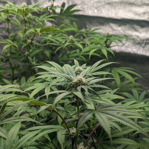 Lemon Cherry Gelato x Black Velvet #1 growlog timeline photo