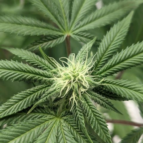 Lemon Cherry Gelato x Black Velvet #1 growlog timeline photo