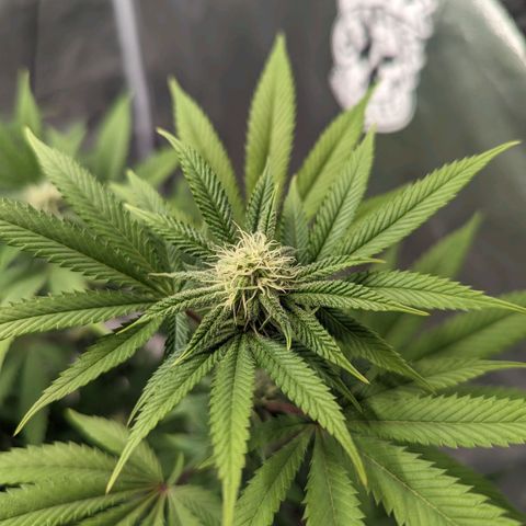 Lemon Cherry Gelato x Black Velvet #1 growlog timeline photo