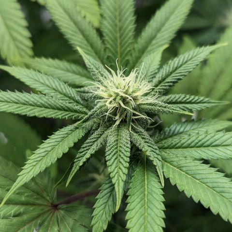 Lemon Cherry Gelato x Black Velvet #1 growlog timeline photo