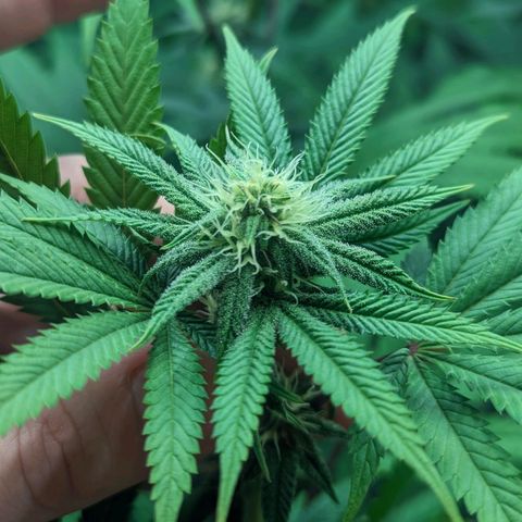 Lemon Cherry Gelato x Black Velvet #1 growlog timeline photo