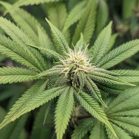 Lemon Cherry Gelato x Black Velvet #1 growlog timeline photo