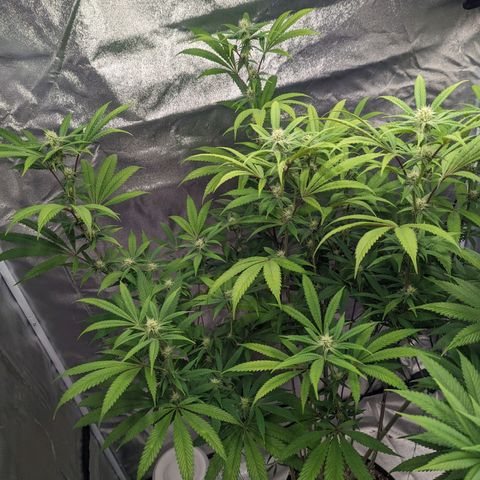 Lemon Cherry Gelato x Black Velvet #1 growlog timeline photo