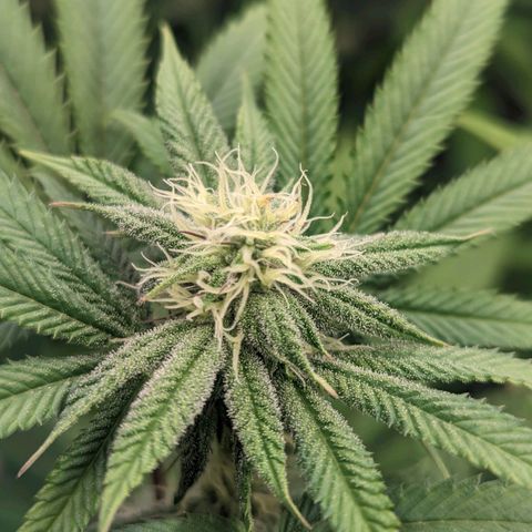 Lemon Cherry Gelato x Black Velvet #1 growlog timeline photo