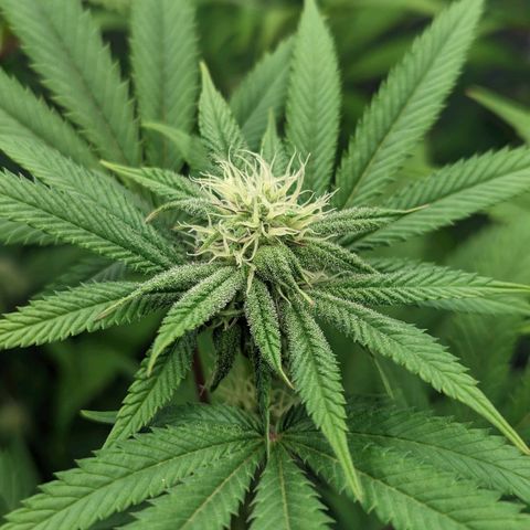 Lemon Cherry Gelato x Black Velvet #1 growlog timeline photo
