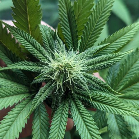 Lemon Cherry Gelato x Black Velvet #1 growlog timeline photo