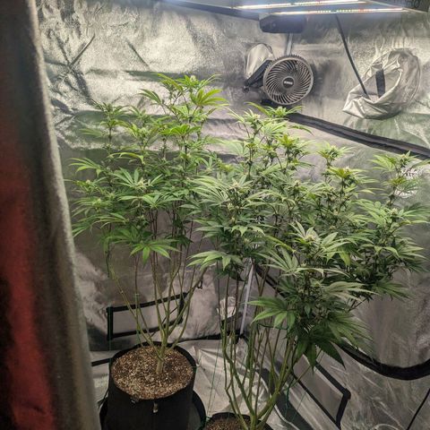 Lemon Cherry Gelato x Black Velvet #1 growlog timeline photo