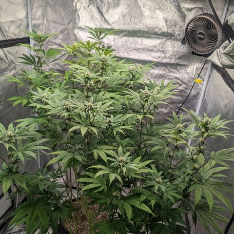 Lemon Cherry Gelato x Black Velvet #1 growlog timeline photo