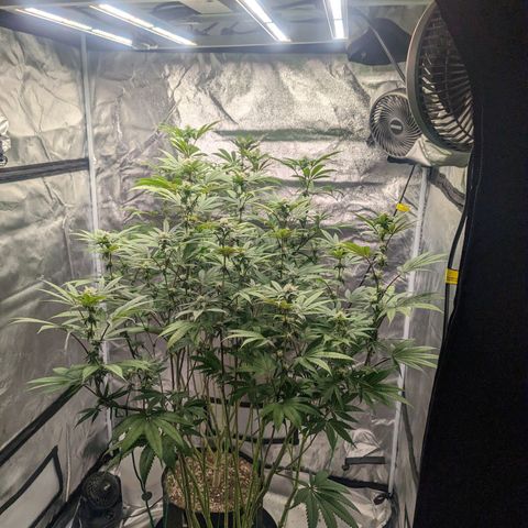 Lemon Cherry Gelato x Black Velvet #1 growlog timeline photo