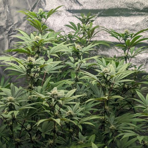 Lemon Cherry Gelato x Black Velvet #1 growlog timeline photo