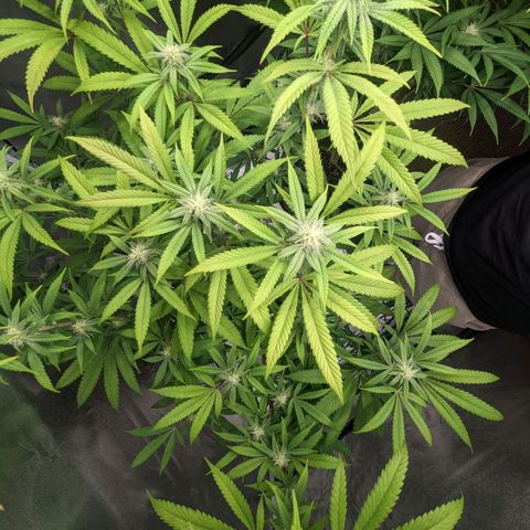 Lemon Cherry Gelato x Black Velvet #1 growlog timeline photo
