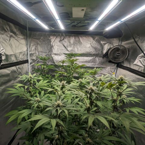Lemon Cherry Gelato x Black Velvet #1 growlog timeline photo