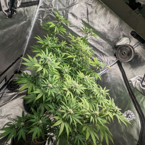Lemon Cherry Gelato x Black Velvet #1 growlog timeline photo