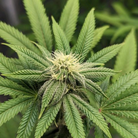 Lemon Cherry Gelato x Black Velvet #1 growlog timeline photo