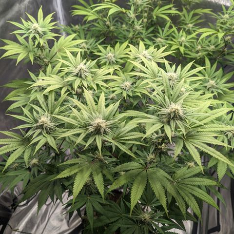 Lemon Cherry Gelato x Black Velvet #1 growlog timeline photo