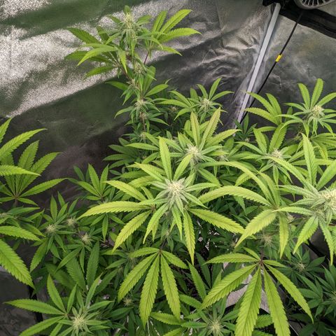 Lemon Cherry Gelato x Black Velvet #1 growlog timeline photo