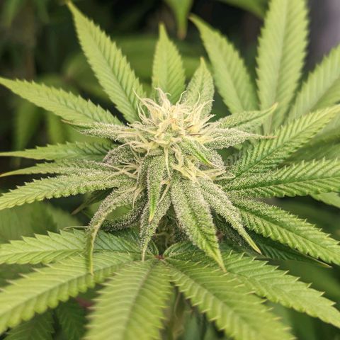 Lemon Cherry Gelato x Black Velvet #1 growlog timeline photo