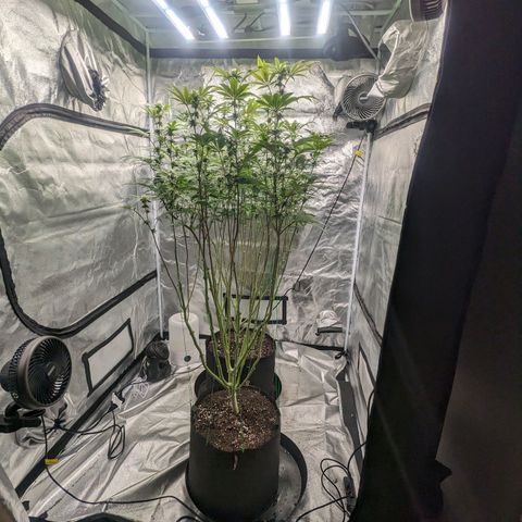 Lemon Cherry Gelato x Black Velvet #1 growlog timeline photo
