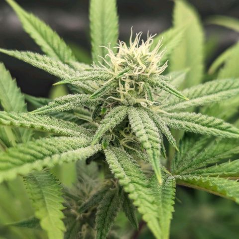 Lemon Cherry Gelato x Black Velvet #1 growlog timeline photo