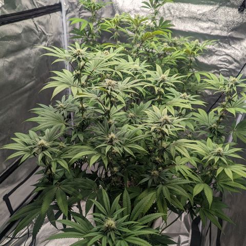 Lemon Cherry Gelato x Black Velvet #1 growlog timeline photo