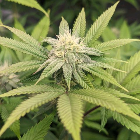 Lemon Cherry Gelato x Black Velvet #1 growlog timeline photo