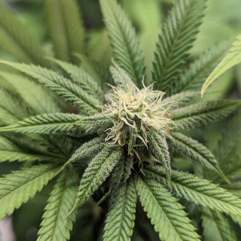 Lemon Cherry Gelato x Black Velvet #1 growlog timeline photo