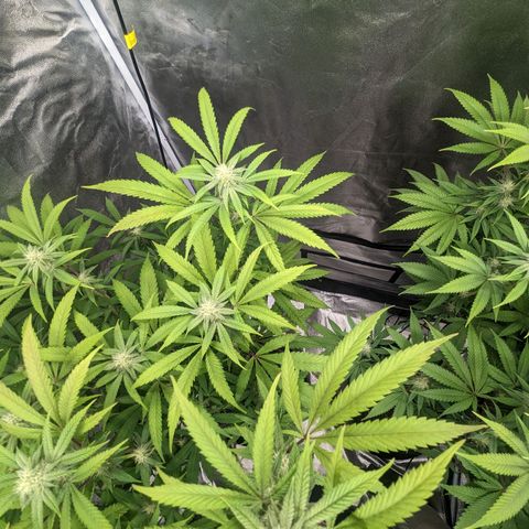 Lemon Cherry Gelato x Black Velvet #1 growlog timeline photo