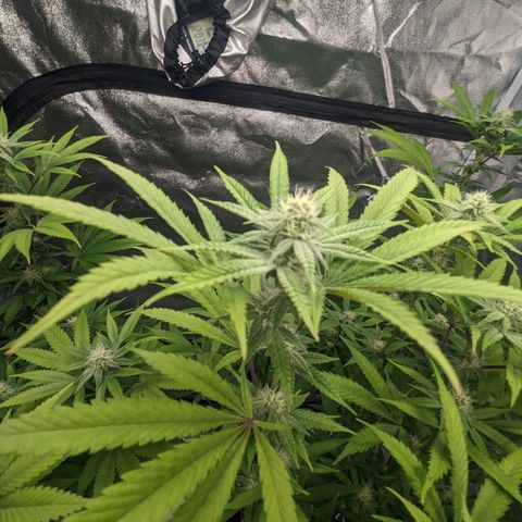 Lemon Cherry Gelato x Black Velvet #1 growlog timeline photo