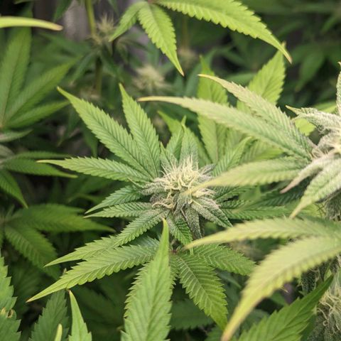 Lemon Cherry Gelato x Black Velvet #1 growlog timeline photo